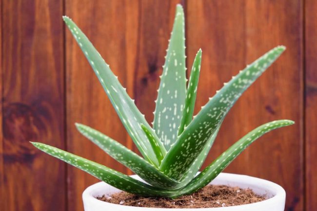 Aloe Vera 