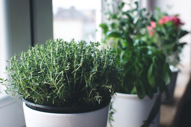 thyme